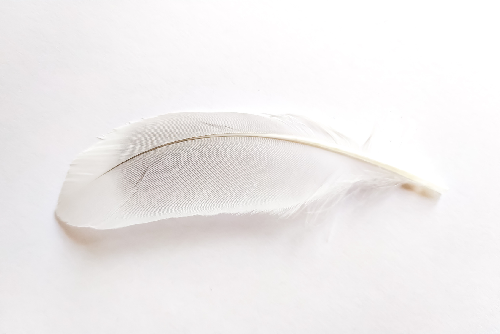 White Feather on White Surface